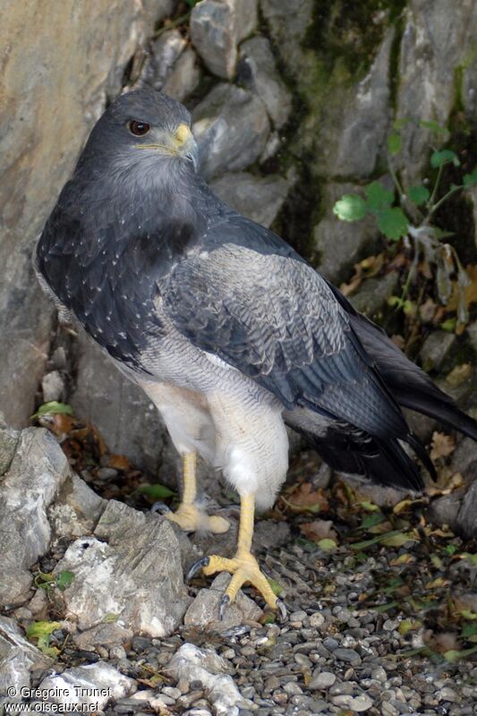 Buse aguia, identification