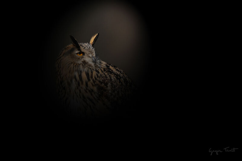 Eurasian Eagle-Owladult, close-up portrait