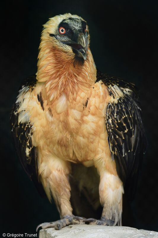 Bearded Vulture female adult, identification