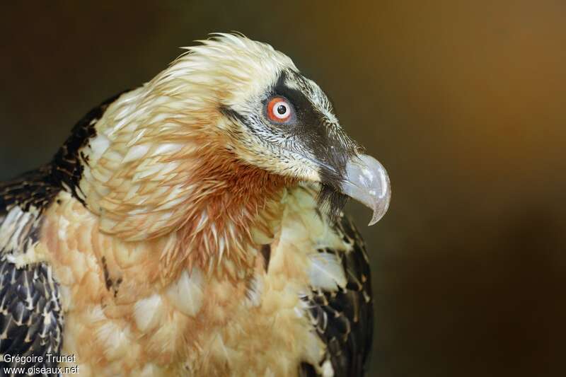 Bearded Vultureadult, close-up portrait