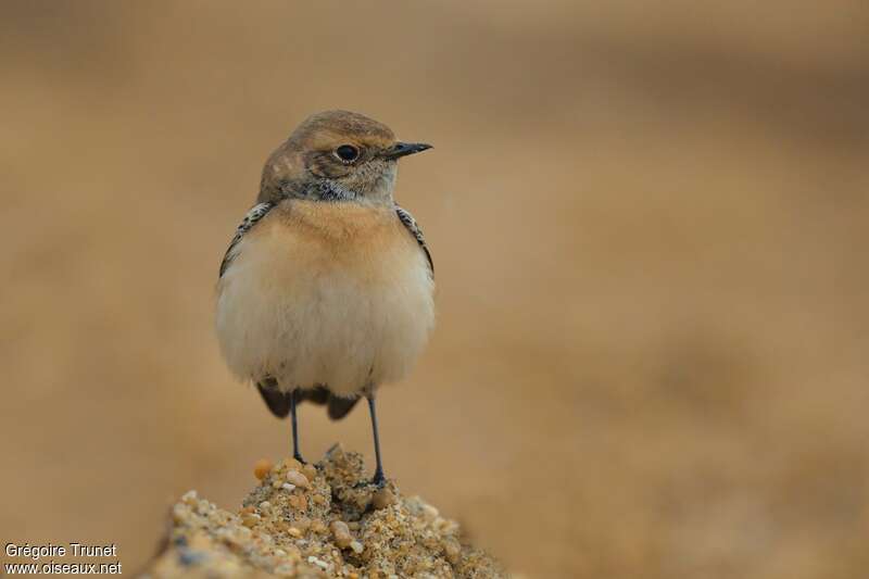 Pied WheatearFirst year, close-up portrait